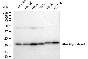 Western blotting analysis using Glyoxalase I antibody (ABIN7798785). (Recombinant GLO1 antibody)