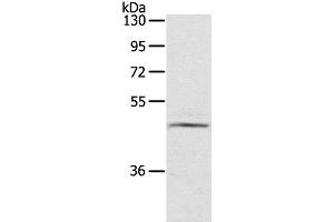 Western Blot analysis of TM4 cell using CERS3 Polyclonal Antibody at dilution of 1:200