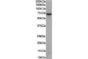 Western Blot using anti-CD266 antibody 10E5. (Recombinant CD226 antibody)