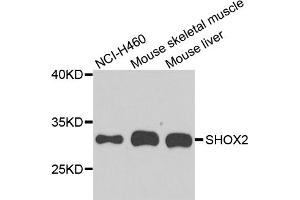 Western blot analysis of extracts of various cell lines, using SHOX2 antibody (ABIN5974921) at 1/1000 dilution. (SHOX2 antibody)