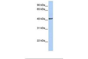 Image no. 1 for anti-Doublesex and Mab-3 Related Transcription Factor 1 (DMRT1) (N-Term) antibody (ABIN6739092) (DMRT1 antibody  (N-Term))