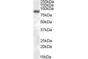 Western Blotting (WB) image for anti-Lactotransferrin (LTF) (Internal Region) antibody (ABIN2466594) (Lactoferrin antibody  (Internal Region))