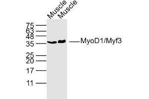 Lane 1: Rat muscle lysates Lane 2: Mouse muscle lysates Lane probed with MyoD1 Polyclonal Antibody, unconjugated  at 1:300 overnight at 4°C followed by a conjugated secondary antibody for 60 minutes at 37°C. (MYOD1 antibody  (AA 51-150))
