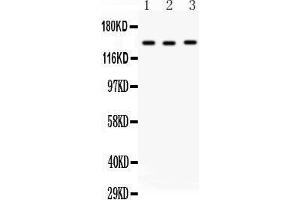 anti-Reticulon 3 (RTN3) (AA 1017-1032), (C-Term) antibody