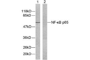 Western blot analysis of extracts from HeLa cells using NF-κB p65 (Ab-536) antibody (E021014). (NF-kB p65 antibody)
