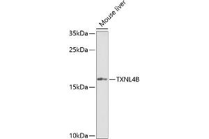 Western blot analysis of extracts of mouse liver, using TXNL4B Antibody (ABIN6133086, ABIN6149739, ABIN6149740 and ABIN6222926) at 1:1000 dilution. (TXNL4B antibody  (AA 1-149))