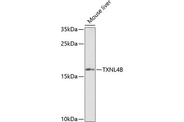 TXNL4B anticorps  (AA 1-149)