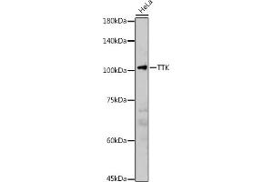 Western blot analysis of extracts of HeLa cells, using TTK antibody (ABIN3016143, ABIN3016144, ABIN3016145 and ABIN6219576) at 1:2000 dilution. (Mps1 antibody  (AA 517-856))