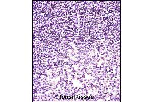 H2AFX Antibody (C-term) (ABIN657639 and ABIN2846635) immunohistochemistry analysis in formalin fixed and paraffin embedded human tonsil tissue followed by peroxidase conjugation of the secondary antibody and DAB staining. (H2AFX antibody  (C-Term))