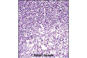H2AFX Antibody (C-term) (ABIN657639 and ABIN2846635) immunohistochemistry analysis in formalin fixed and paraffin embedded human tonsil tissue followed by peroxidase conjugation of the secondary antibody and DAB staining.