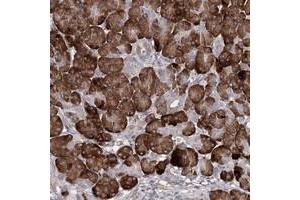 Immunohistochemical staining of human pancreas with TMEM218 polyclonal antibody  shows strong cytoplasmic positivity in exocrine glandular cells.