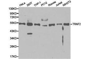Western Blotting (WB) image for anti-TNF Receptor-Associated Factor 2 (TRAF2) antibody (ABIN1875191) (TRAF2 antibody)