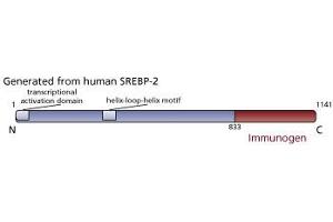 Image no. 2 for anti-Sterol Regulatory Element Binding Transcription Factor 2 (SREBF2) (AA 833-1141) antibody (ABIN967564) (SREBF2 antibody  (AA 833-1141))
