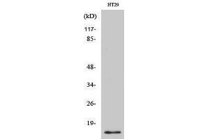 Western Blotting (WB) image for anti-Cellular Retinoic Acid Binding Protein 2 (CRABP2) (Internal Region) antibody (ABIN3184072) (CRABP2 antibody  (Internal Region))