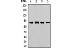 Western blot analysis of WDR48 expression in A431 (A), A549 (B), mouse brain (C), rat testis (D) whole cell lysates.