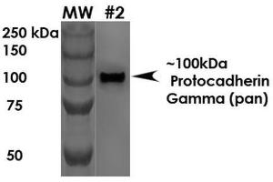 Western Blot analysis of Rat Brain Membrane showing detection of ~100 kDa Protocadherin Gamma protein using Mouse Anti-Protocadherin Gamma Monoclonal Antibody, Clone S159-5 .