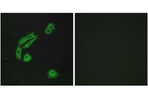 Immunofluorescence (IF) image for anti-Olfactory Receptor, Family 4, Subfamily C, Member 13 (OR4C13) (AA 260-309) antibody (ABIN2891003) (OR4C13 antibody  (AA 260-309))