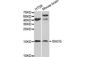 Western blot analysis of extracts of various cell lines, using SNCG antibody (ABIN5971355) at 1/1000 dilution. (SNCG antibody)