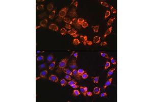 Immunofluorescence analysis of NIH/3T3 cells using TRIM23 Rabbit pAb (ABIN6131175, ABIN6149508, ABIN6149509 and ABIN6224352) at dilution of 1:100. (TRIM23 antibody  (AA 1-280))