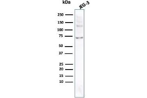 Western Blot Analysis of JEG-3 cell lysate using PLAP Rabbit Recombinant Monoclonal Antibody (ALPP/2899R). (Recombinant PLAP antibody)