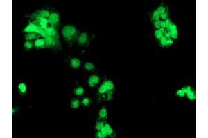 Anti-CHN1 mouse monoclonal antibody (ABIN2455946) immunofluorescent staining of COS7 cells transiently transfected by pCMV6-ENTRY CHN1 (RC222163). (CHN1 antibody)