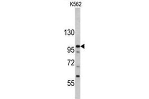 Western blot analysis of MTBP antibody (C-term) in K562 cell line lysates (35ug/lane). (MTBP antibody  (C-Term))