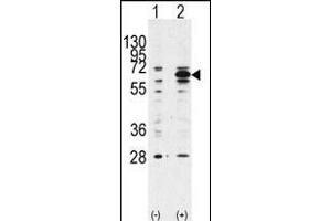Western blot analysis of anti-hBECN1- Pab (ABIN388545 and ABIN2849691) in 293 cell line lysates transiently transfected with the BECN1 gene (2 μg/lane). (Beclin 1 antibody  (AA 181-210))