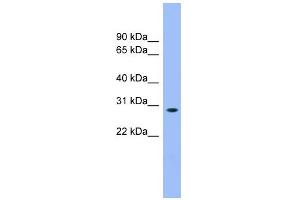 WB Suggested Anti-ENOPH1 Antibody Titration: 0.