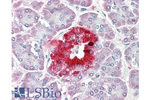 ABIN1781856 (5µg/ml) staining of paraffin embedded Human Pancreas. (PCSK1N antibody  (Internal Region))