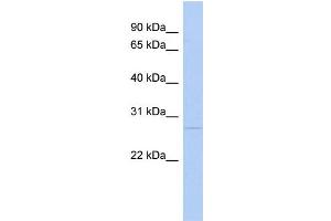 WB Suggested Anti-C1QB Antibody Titration:  0. (C1QB antibody  (Middle Region))