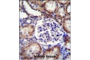 EFNB2 Antibody (Center) (ABIN655599 and ABIN2845084) immunohistochemistry analysis in formalin fixed and paraffin embedded human kidney tissue followed by peroxidase conjugation of the secondary antibody and DAB staining. (Ephrin B2 antibody  (AA 157-186))