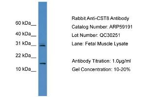 WB Suggested Anti-CST8  Antibody Titration: 0. (CST8 antibody  (N-Term))