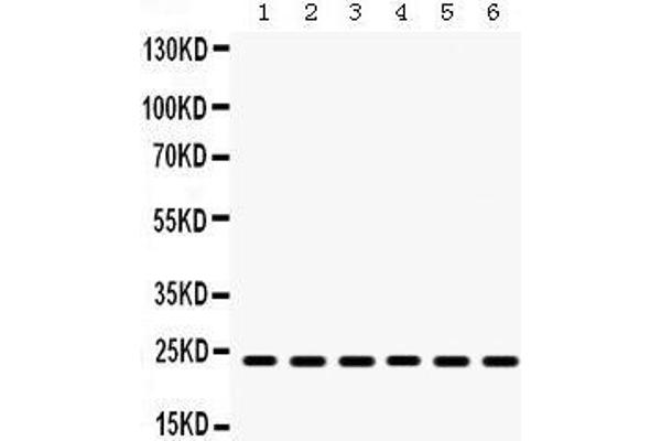 HMGB3 antibody  (N-Term)
