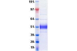 Validation with Western Blot (ICOS Protein (Fc Tag,His tag))