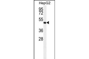 ALDH3A2 antibody