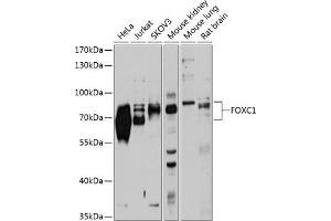 Western blot analysis of extracts of various cell lines, using FOXC1 antibody (ABIN1679875, ABIN1679876, ABIN5664185 and ABIN6219917) at 1:1000 dilution. (FOXC1 antibody  (AA 404-553))
