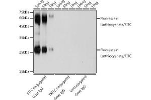 The FITC rabbit polyclonal antibody (ABIN7267218) are tested in Western blot against FITC conjugated Goat IgG,TRITC conjugated Goat IgG and unconjugated Goat IgGSecondary antibody: HRP Goat Anti-Rabbit IgG (H+L) (ABIN1684268 and ABIN3020597) at 1:10000 dilution. (FITC antibody)