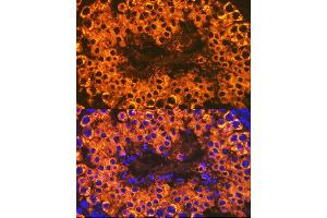 Immunofluorescence analysis of mouse testis cells using Calmegin Rabbit mAb (ABIN7266026) at dilution of 1:100 (40x lens).