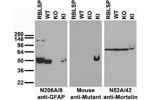 Immunoblot versus low speed pellet samples from rat brain (RBLSP) and wild-type (WT), GFAP knockout (KO) and GFAP-R416W mutant knockin (KI) mice and probed with N206A/8 (left), mutant control(middle) and N52A/42 (right). (GFAP antibody  (AA 411-422))