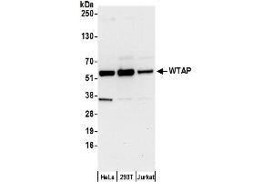 Western Blotting (WB) image for anti-Wilms Tumor 1 Associated Protein (WTAP) (AA 346-396) antibody (ABIN7453489)