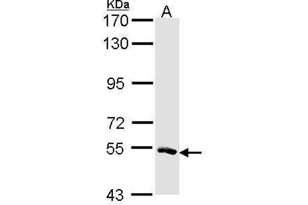 MSTO1 antibody  (Center)