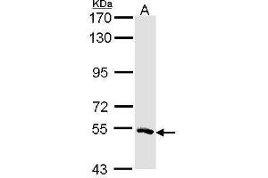 MSTO1 antibody  (Center)