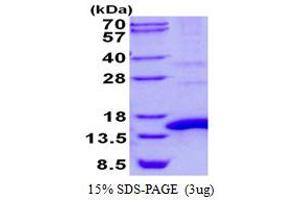 Image no. 1 for Polymerase (RNA) II (DNA Directed) Polypeptide J, 13.3kDa (POLR2J) protein (His tag) (ABIN7279994)