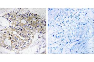 Peptide - + (DHRS4 antibody)