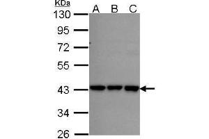 WB Image Sample (30 ug of whole cell lysate) A: A431 , B: H1299 C: Hela 10% SDS PAGE RFC2 antibody antibody diluted at 1:1000 (RFC2 antibody)