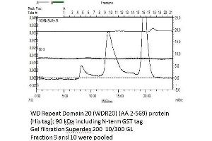 Size-exclusion chromatography-High Pressure Liquid Chromatography (SEC-HPLC) image for WD Repeat Domain 20 (WDR20) (AA 2-569) protein (His tag,GST tag) (ABIN3075585) (WDR20 Protein (AA 2-569) (His tag,GST tag))