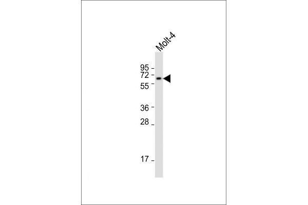 RCBTB2 antibody  (N-Term)