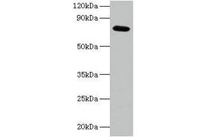 Western blot All lanes: ARPC3 antibody at 2 μg/mL + 293T whole cell lysate Secondary Goat polyclonal to rabbit IgG at 1/15000 dilution Predicted band size: 21 kDa Observed band size: 75 kDa (ARPC3 antibody  (AA 2-175))