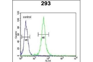 FOXC1 Antibody (C-term) (ABIN652854 and ABIN2842554) flow cytometric analysis of 293 cells (right histogram) compared to a negative control cell (left histogram). (FOXC1 antibody  (C-Term))