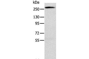 Western Blot analysis of Huvec cell using TLN1 Polyclonal Antibody at dilution of 1:200 (TLN1 antibody)